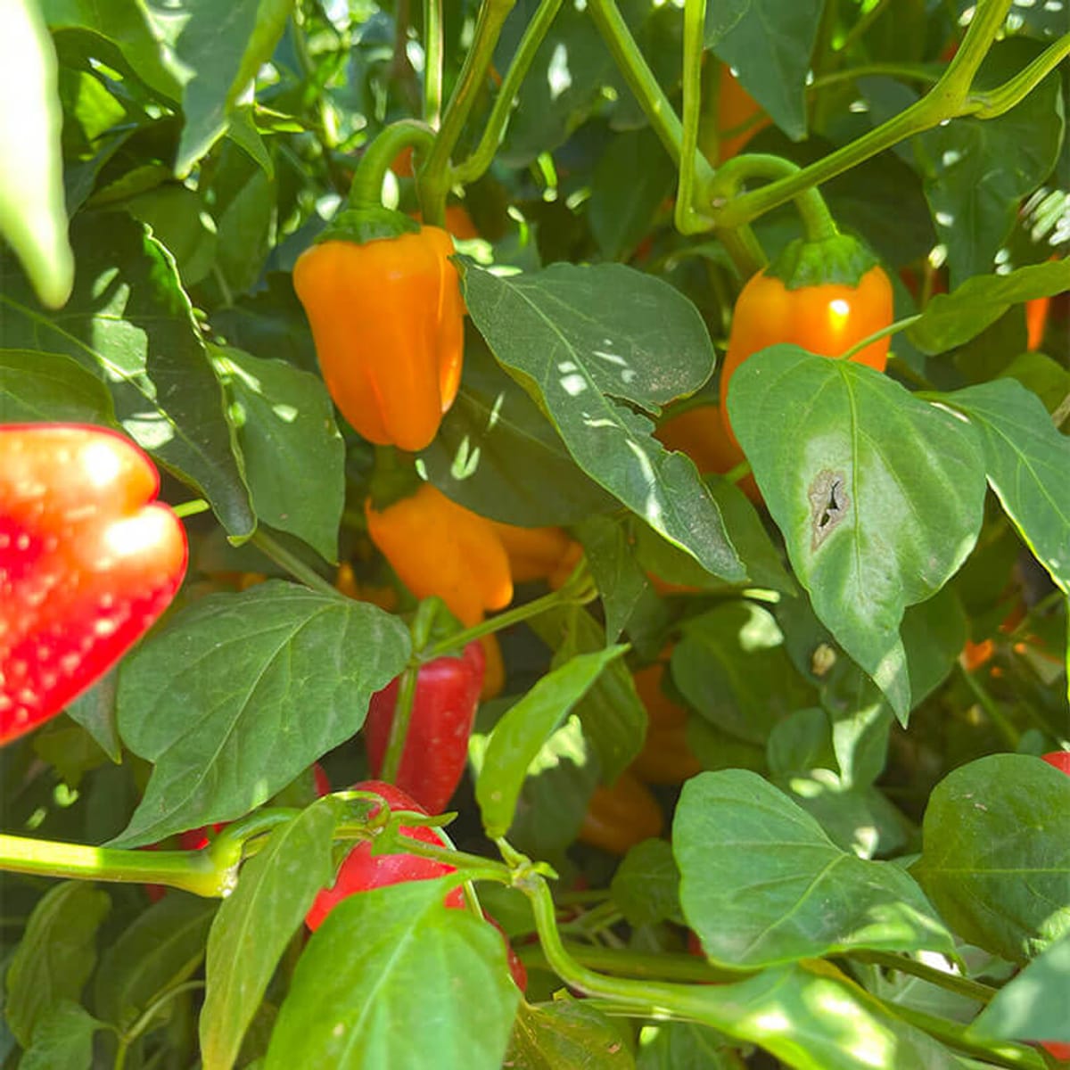 Apple Annie's Orchard photo 5