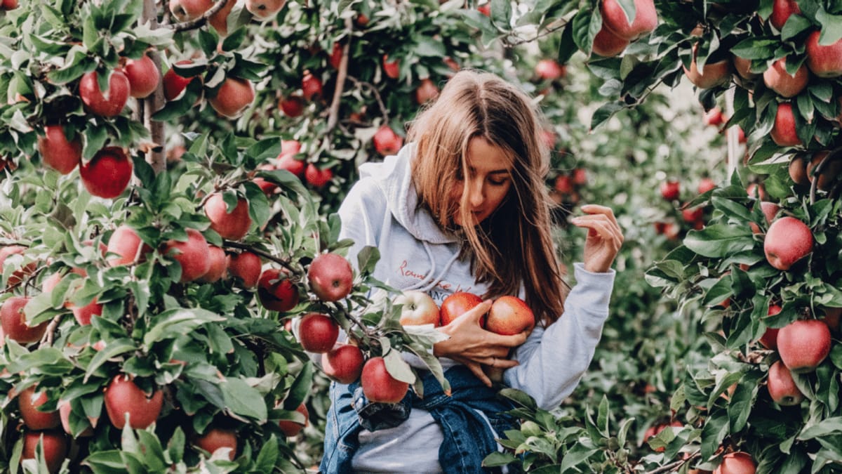 Apple Holler — Pumpkins farm in Sturtevant, WI