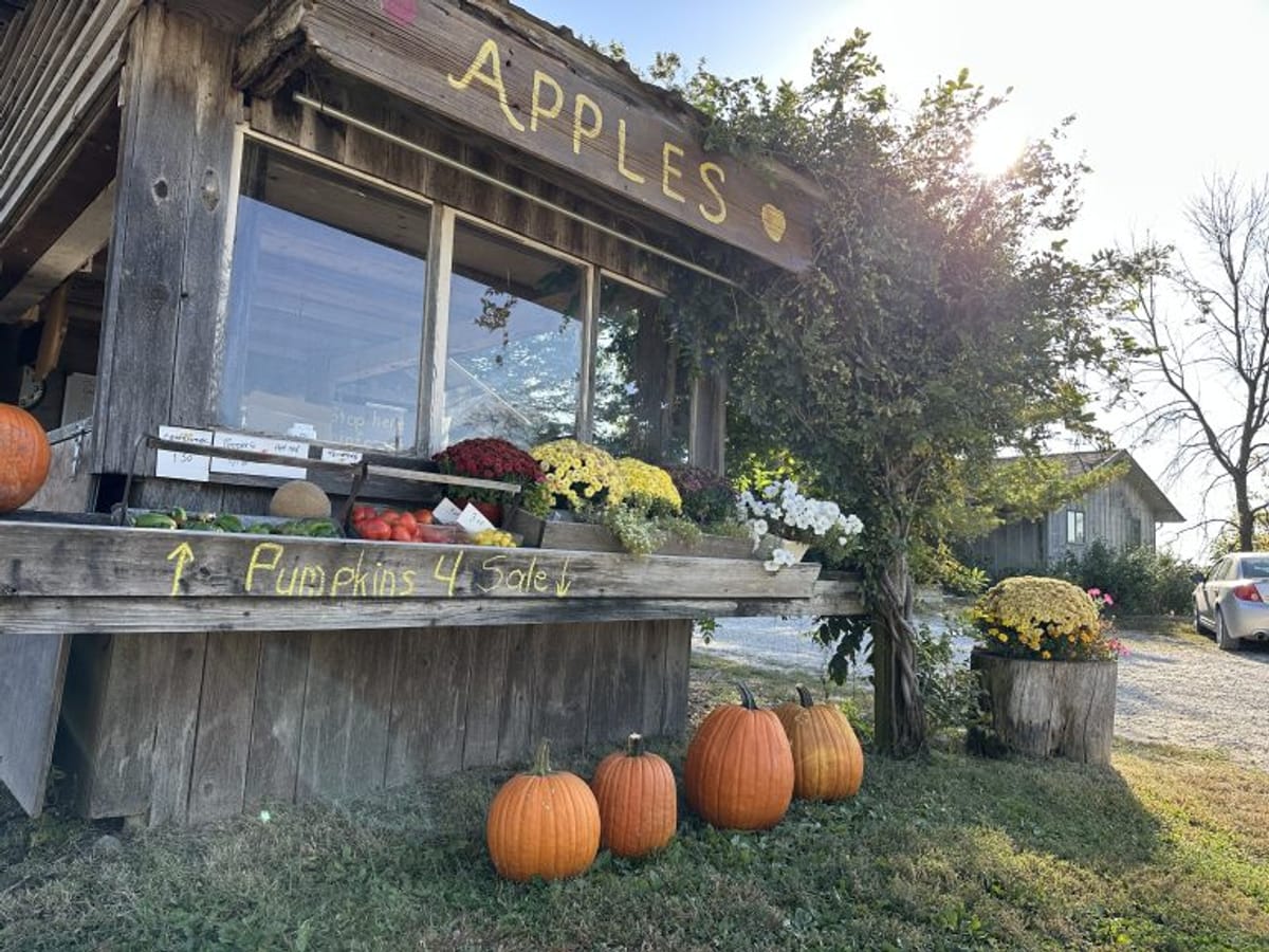 Berry Patch Farm photo 4