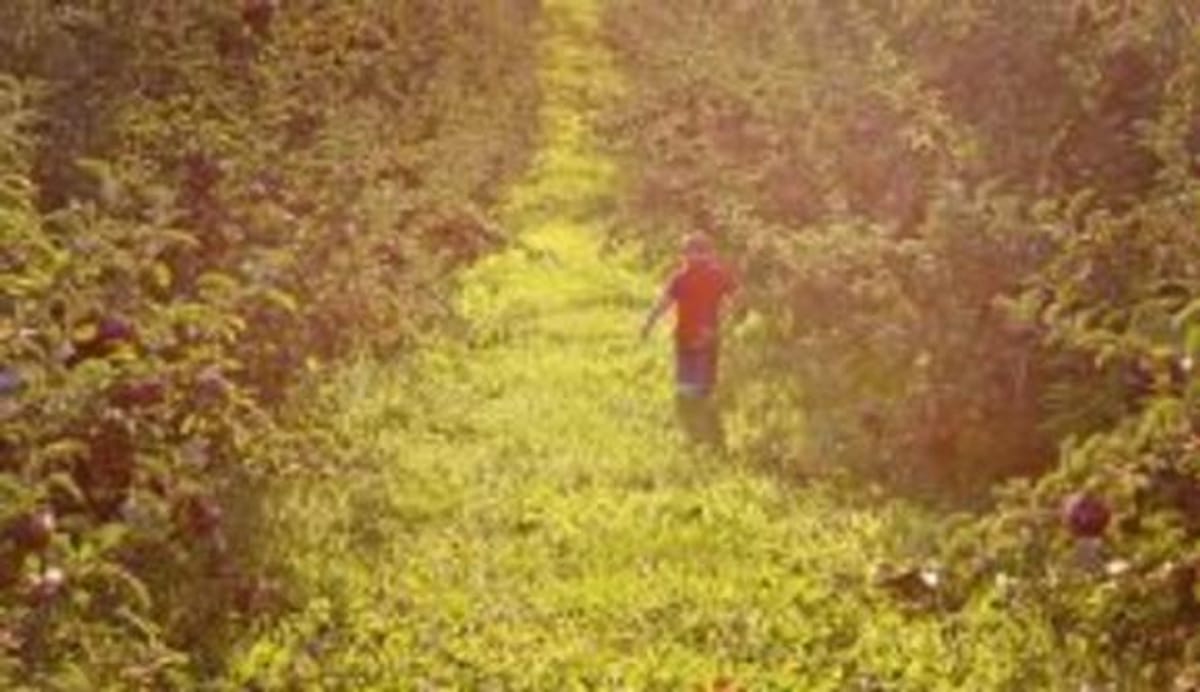 Bowman Orchards