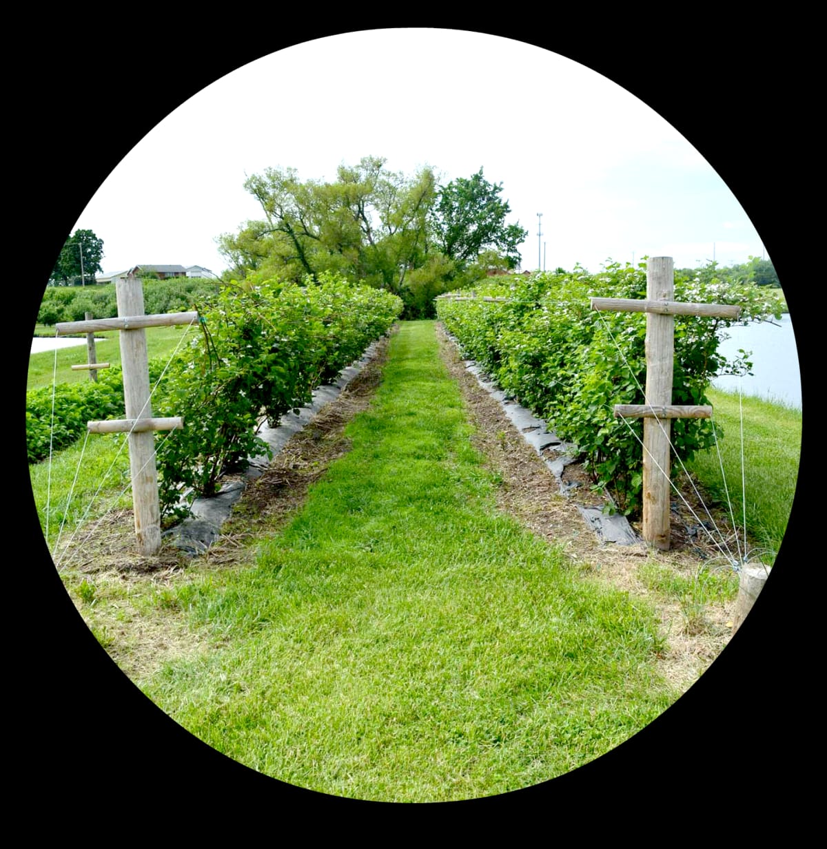Cider Hill Family Orchard — Pumpkins farm in Kansas City, KS