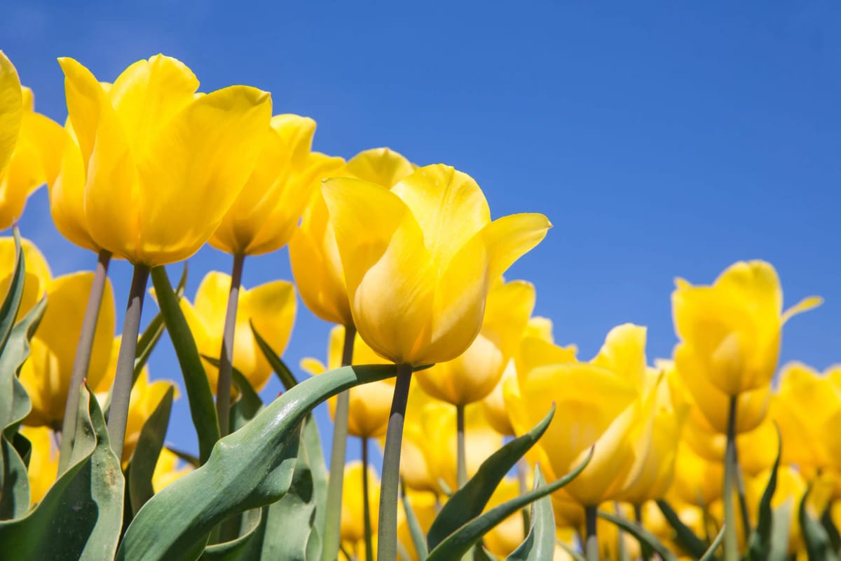 Tulip Field