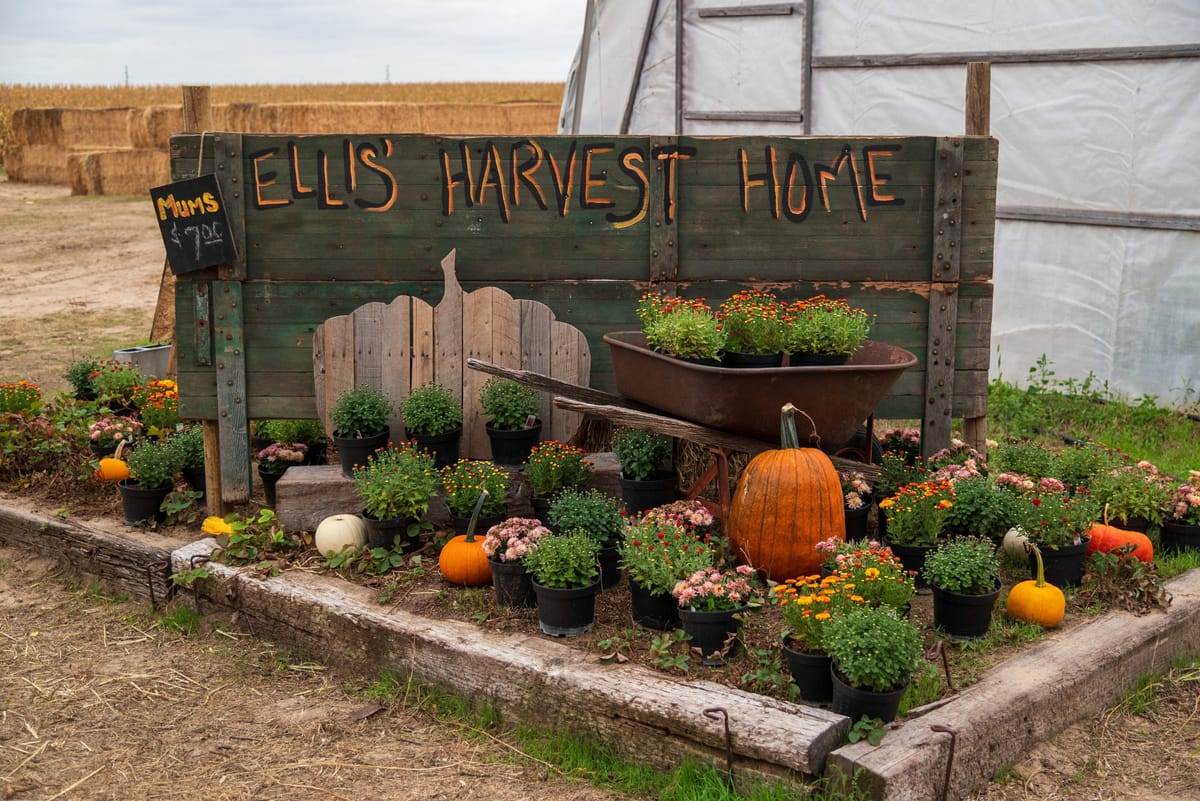 Ellis' Harvest Home — Pumpkins farm in Lingle, WY