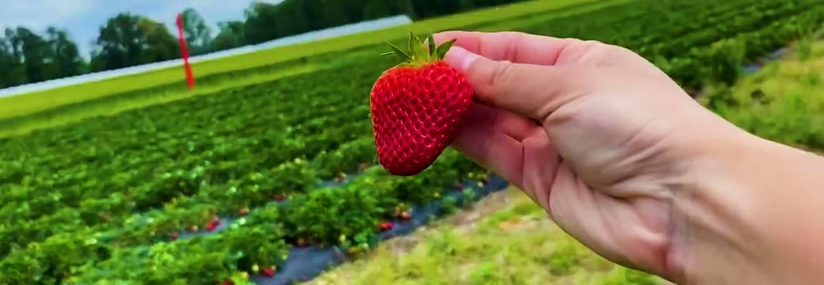 Fifer Orchards photo 3