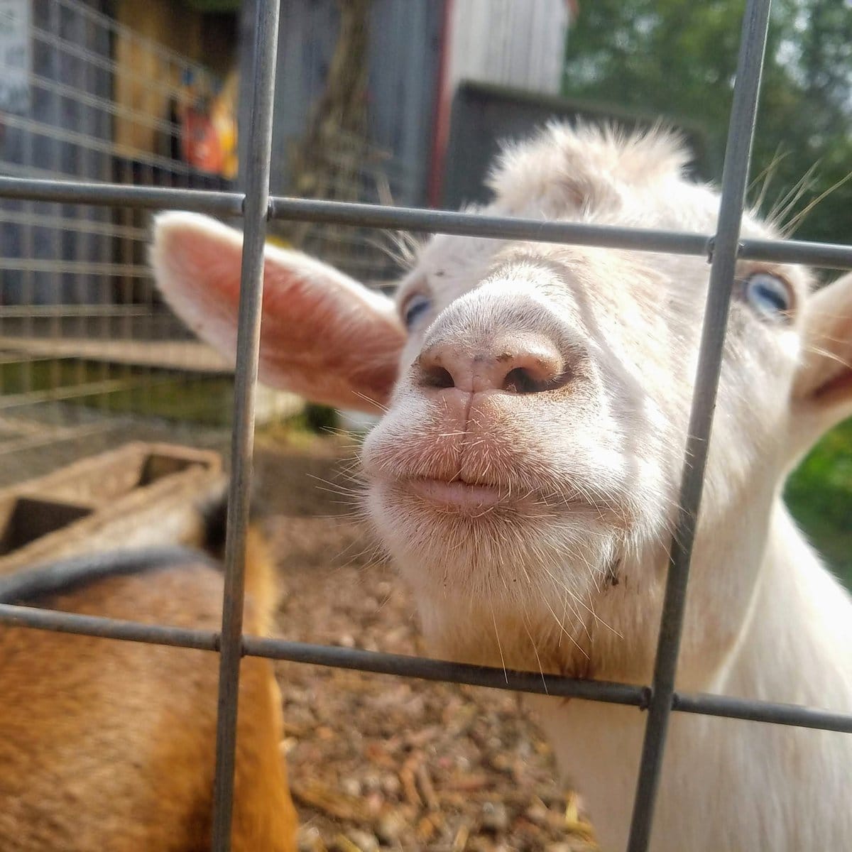 Gritt's Farm photo 5