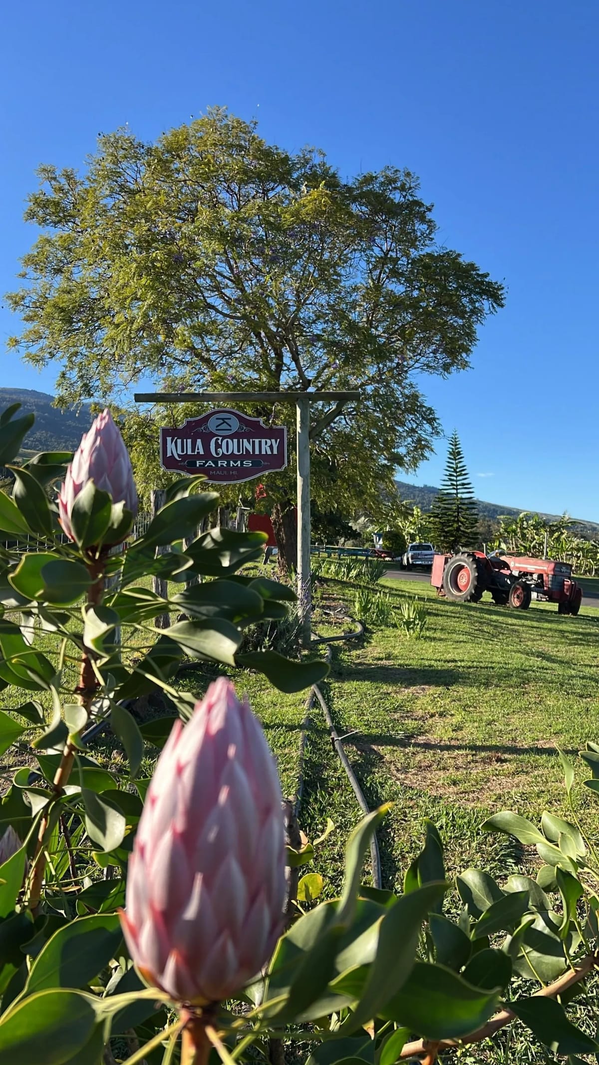 Kula Country Farms — Pumpkins farm in Kula, HI