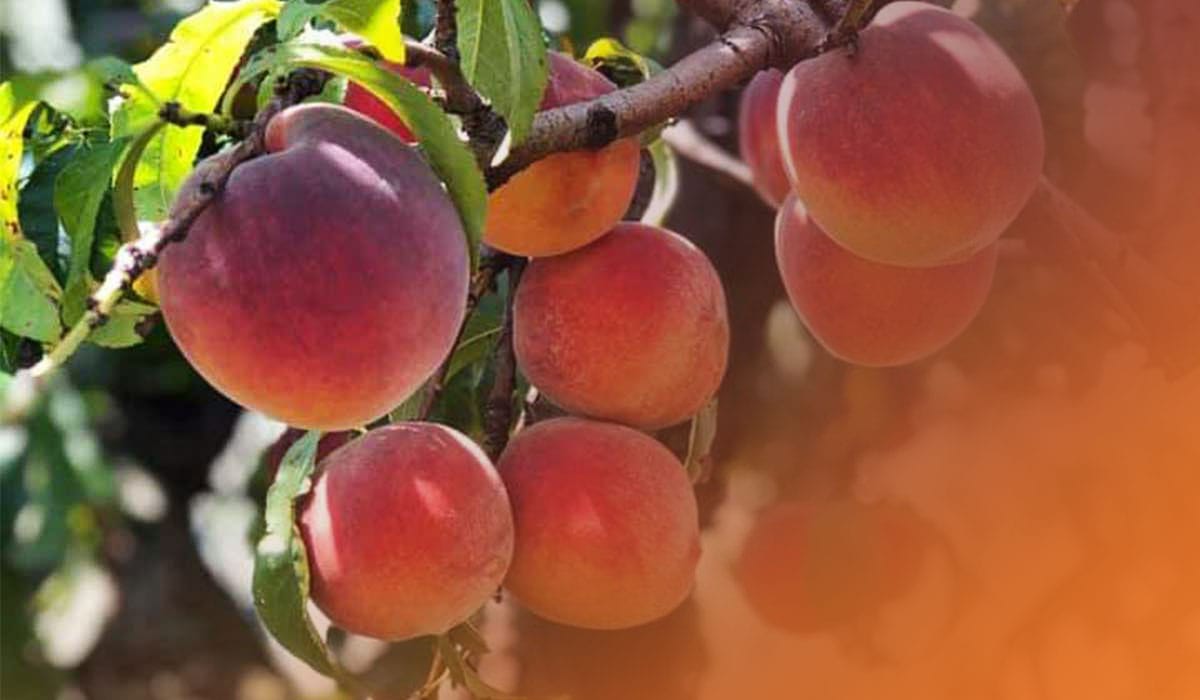 Livesay Orchards — Pumpkins farm in Porter, OK