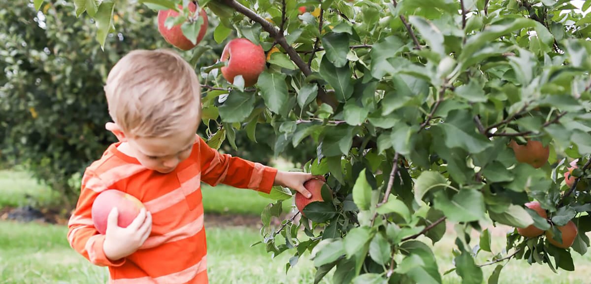 Lynd Fruit Farm — Pumpkins farm in Pataskala, OH