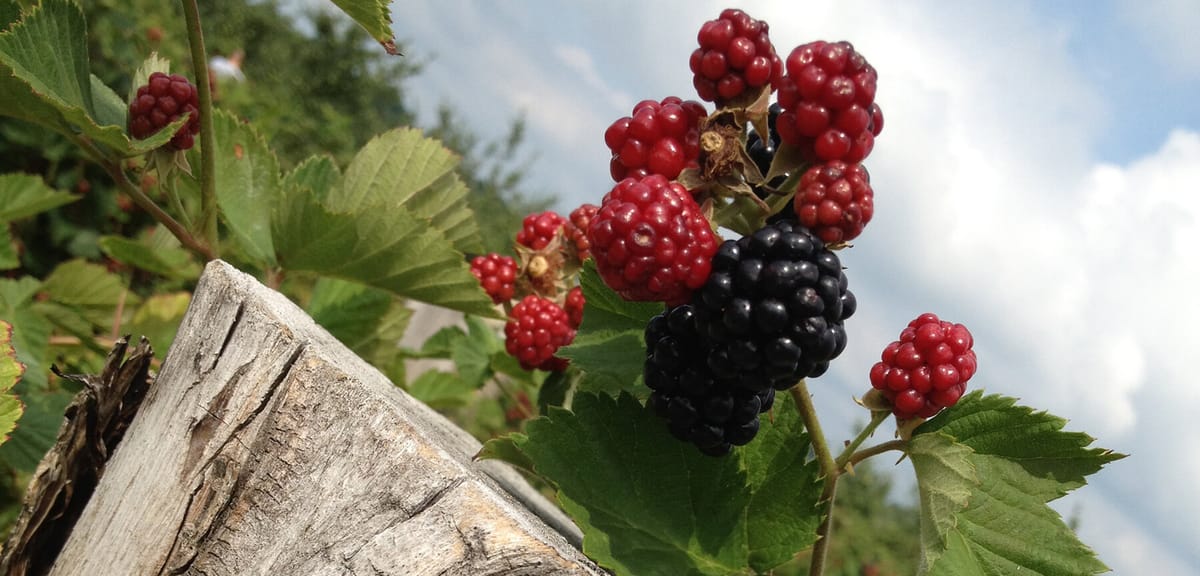 Lynd Fruit Farm photo 2