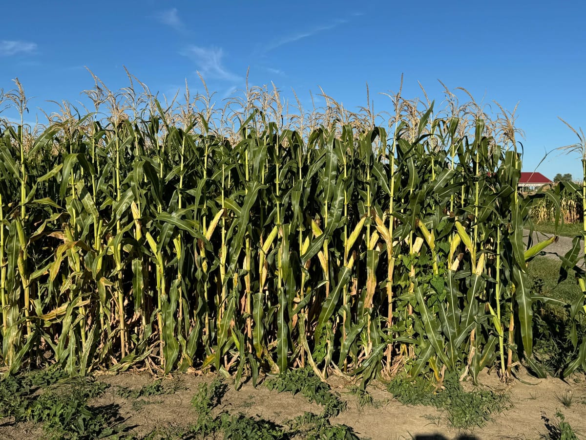 Lynd Fruit Farm photo 4