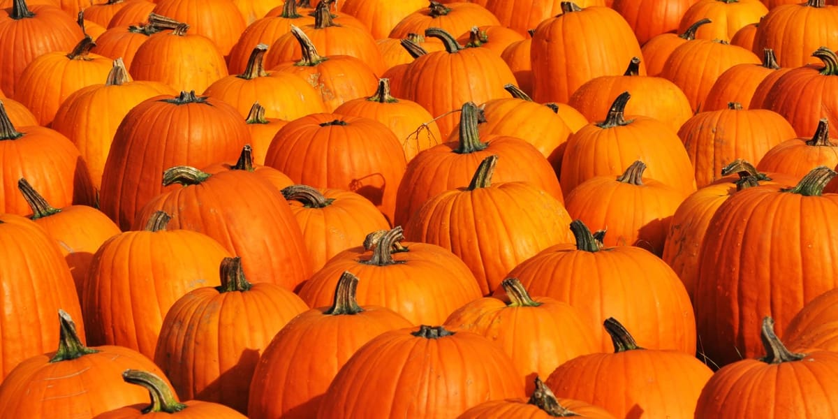 McGarrah Farms Rivercrest Orchard — Pumpkins farm in Fayetteville, AR