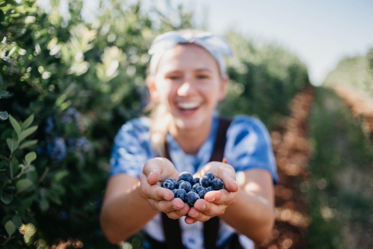 Mountainview Blueberry Farm — Blueberries farm in Snohomish, WA