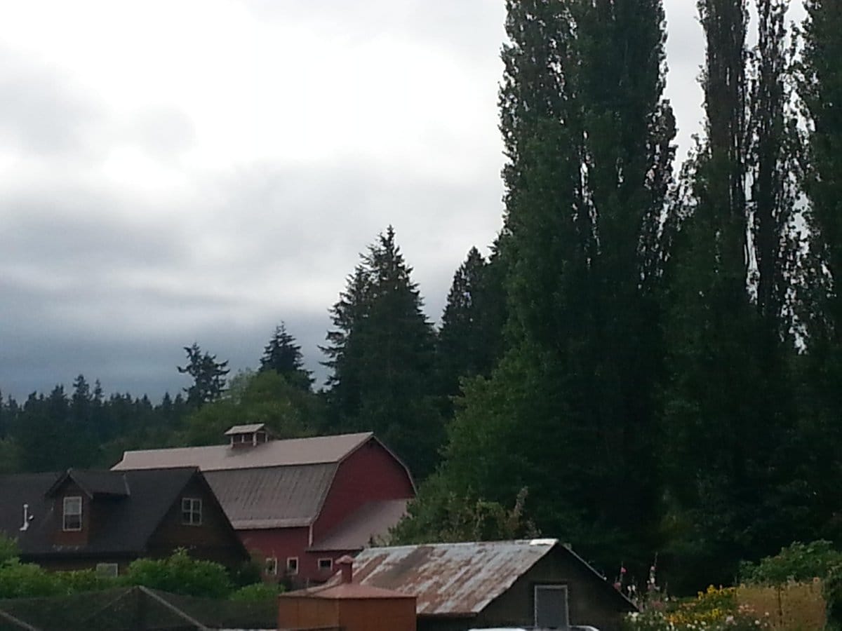 Mountainview Blueberry Farm photo 2