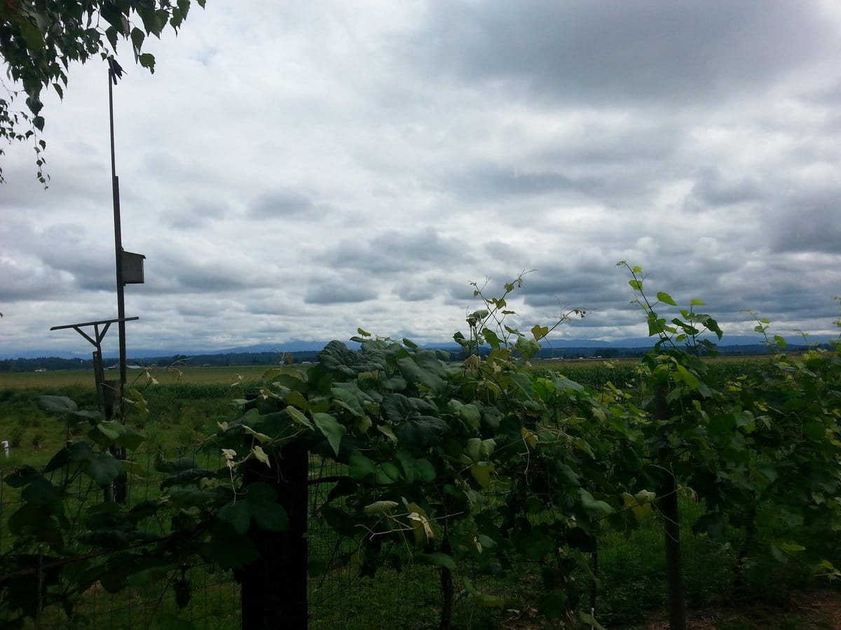 Mountainview Blueberry Farm photo 3