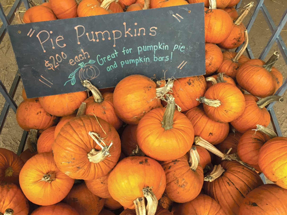 Nelson's Pumpkin Patch — Pumpkins farm in Emerado, ND