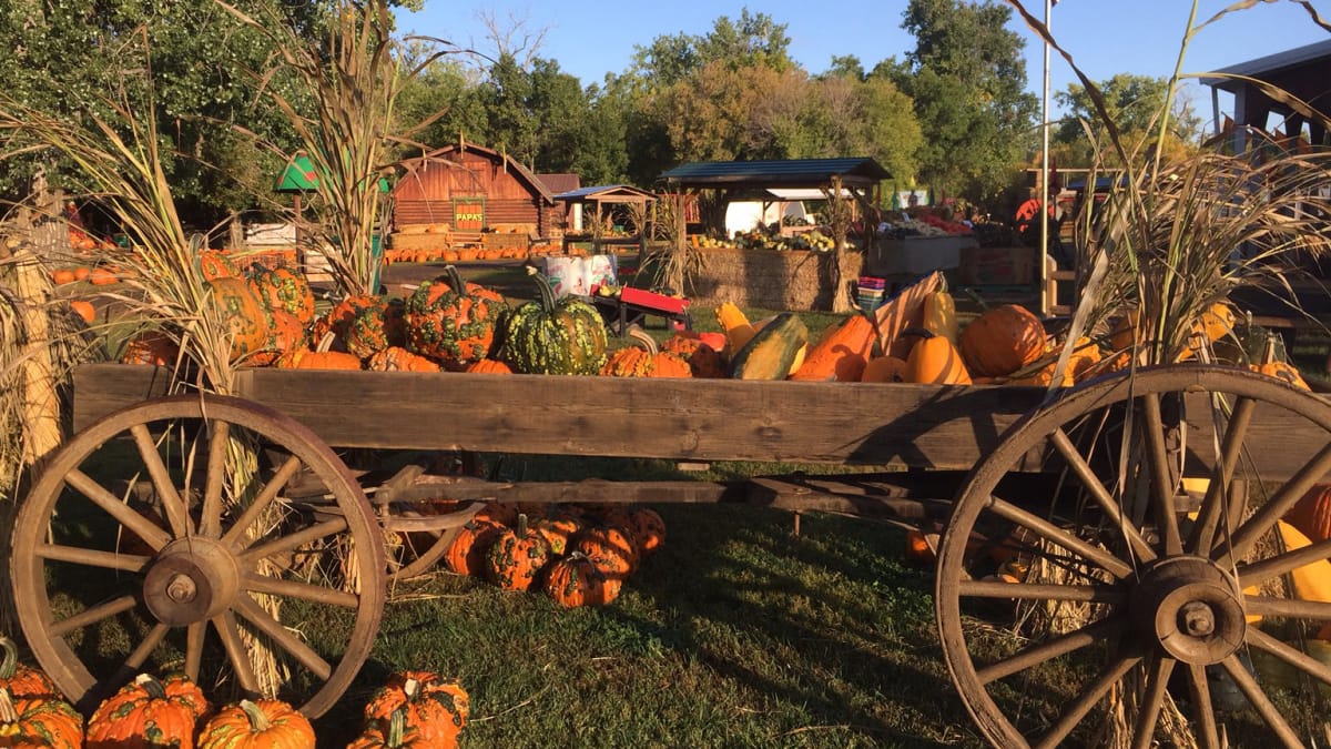 Papa's Pumpkin Patch — Pumpkins farm in Bismarck, ND
