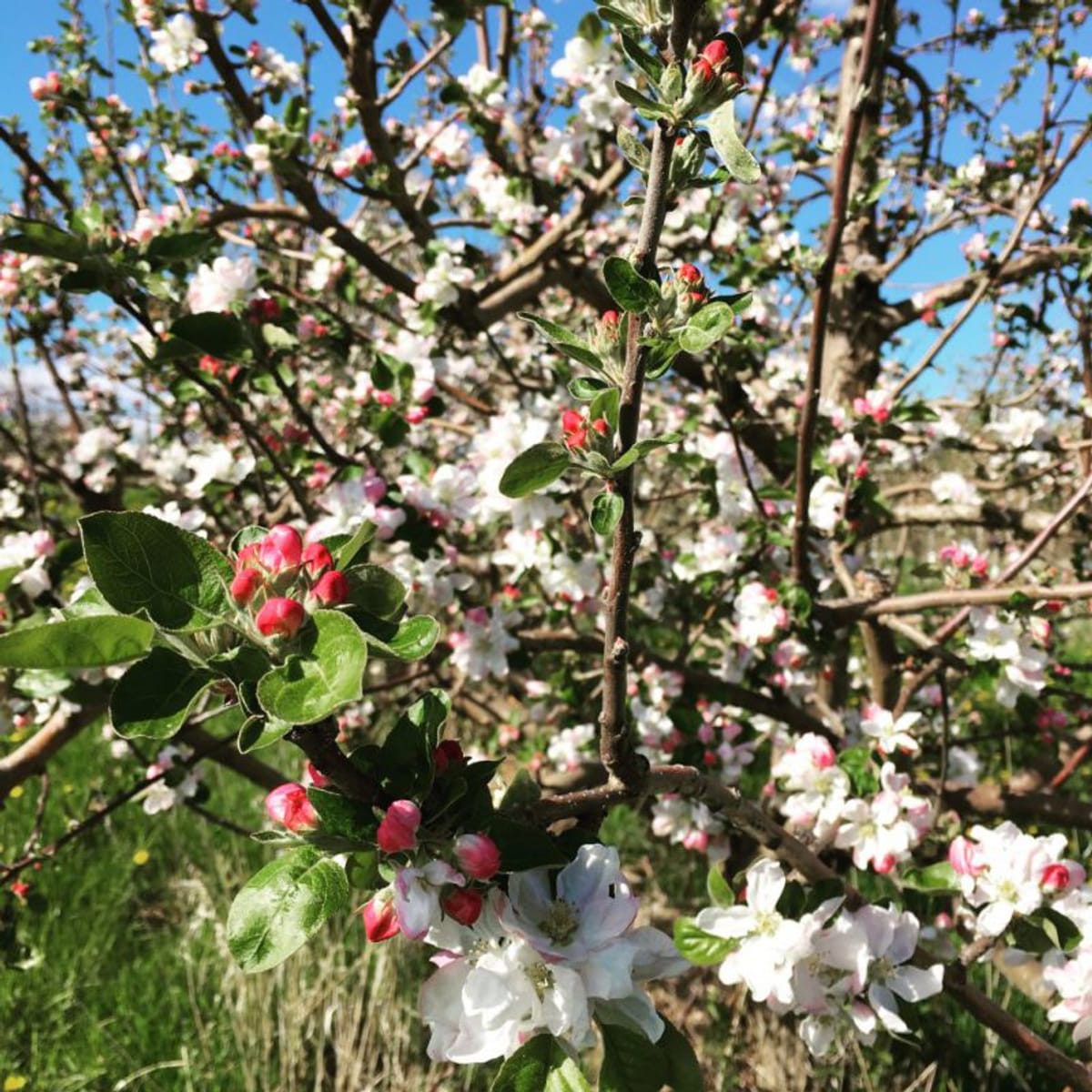 Pleasant Valley Orchard photo 2