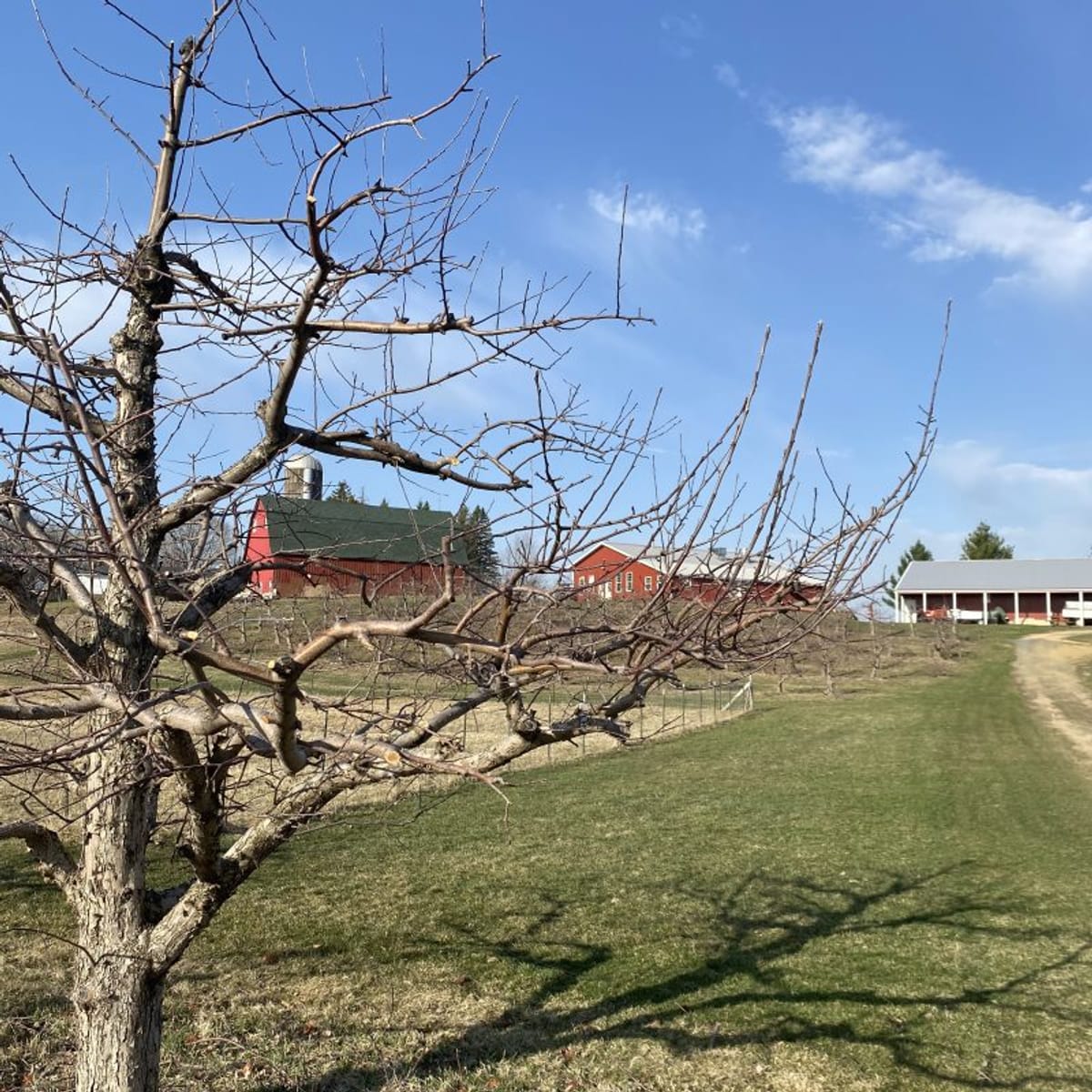 Pleasant Valley Orchard photo 4