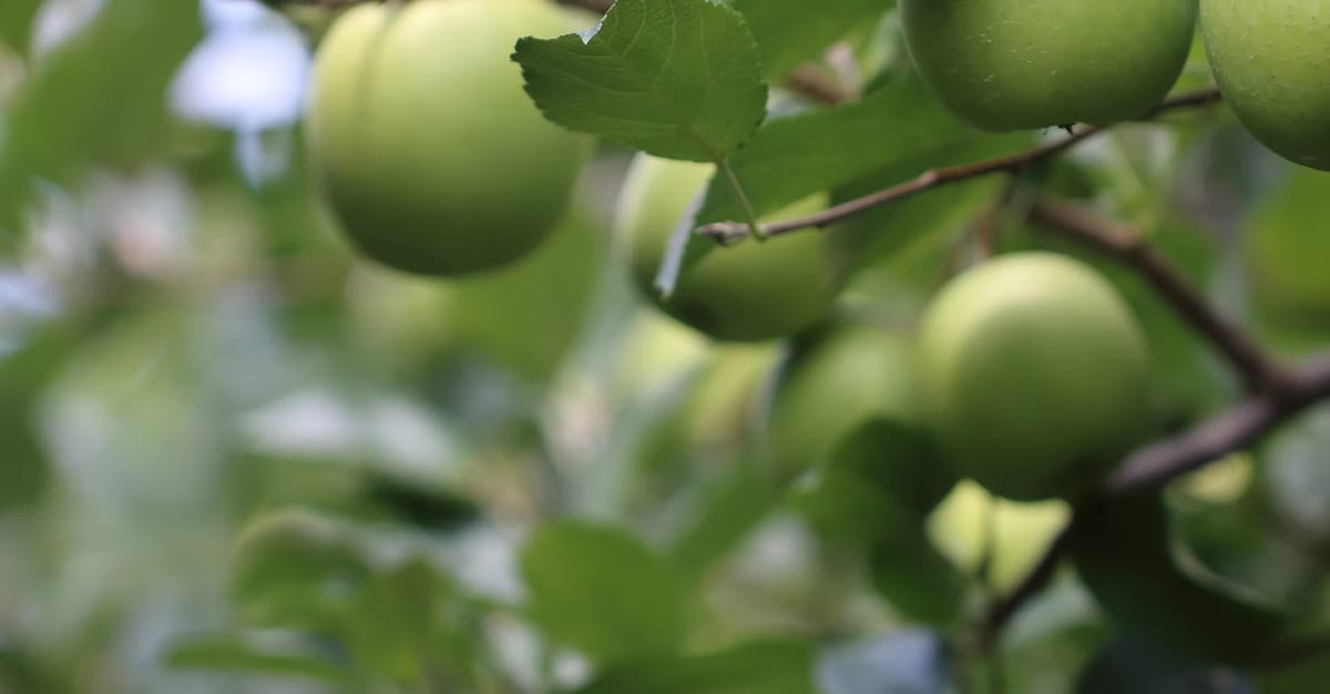 Sky Top Orchard photo 5
