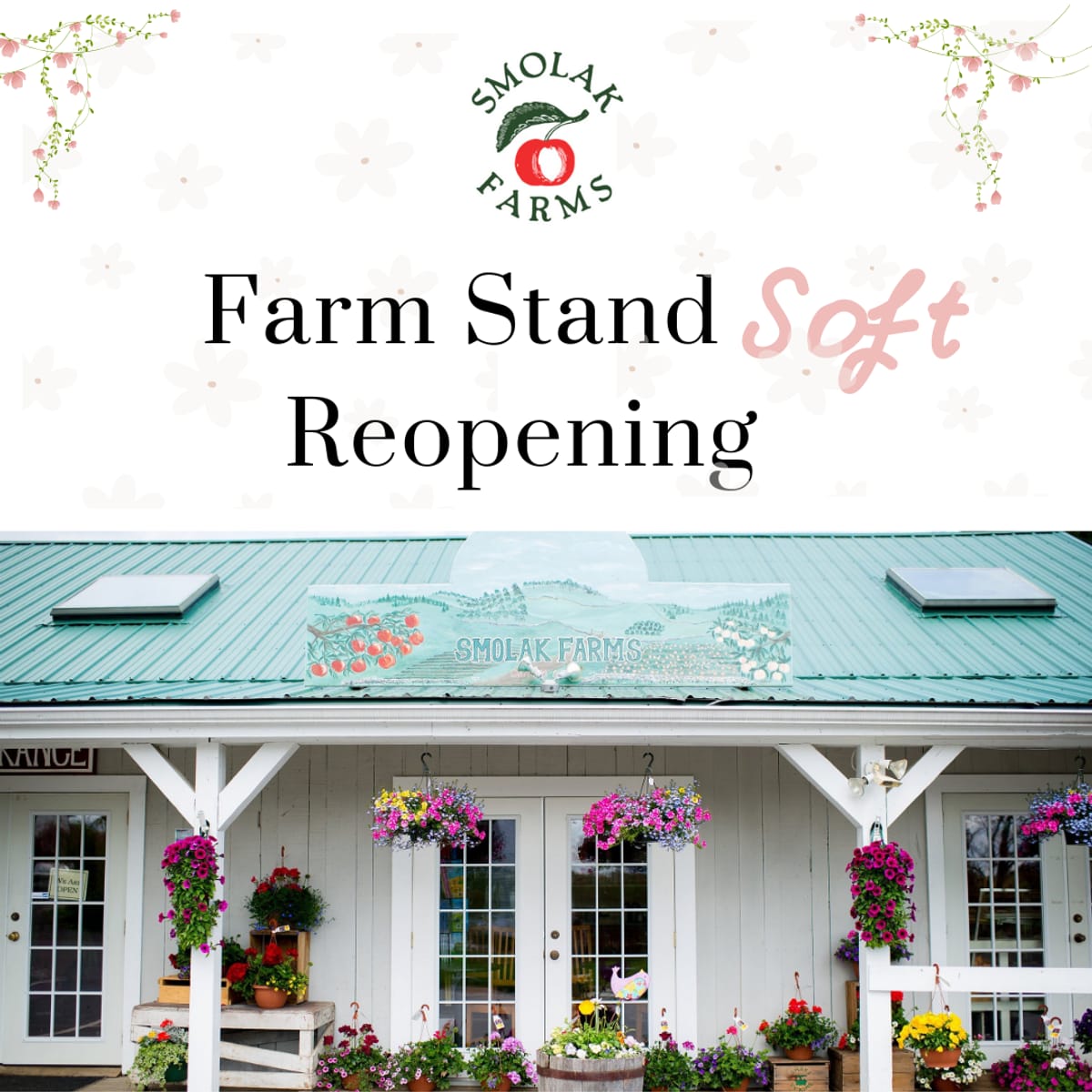 Smolak Farms — Pumpkins farm in North Andover, MA