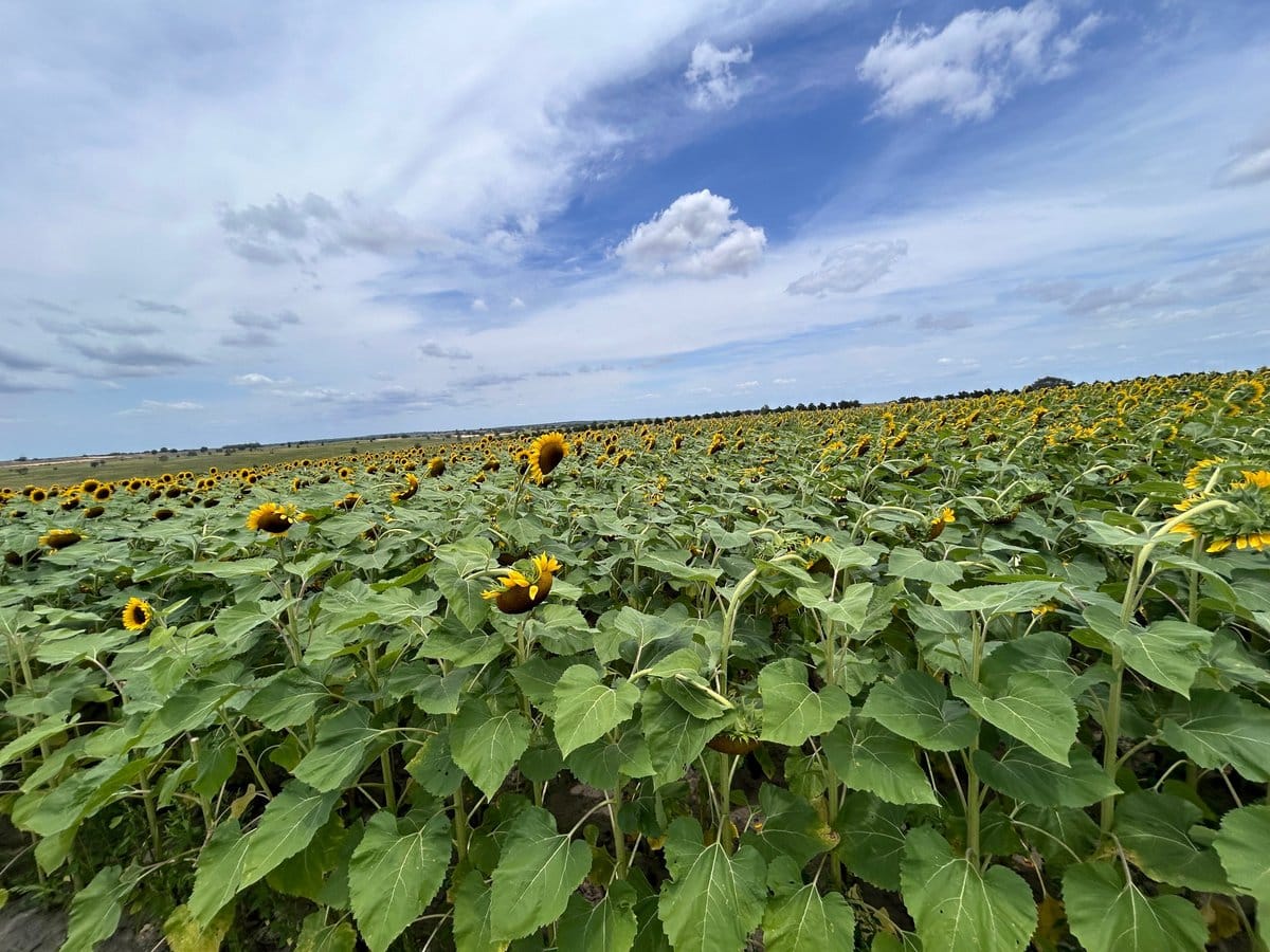 Southern Hill Farms — Strawberries farm in Clermont, FL