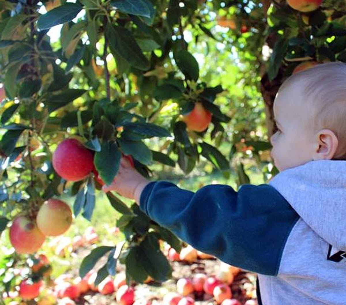 Stony Hill Farms — Pumpkins farm in Chester, NJ