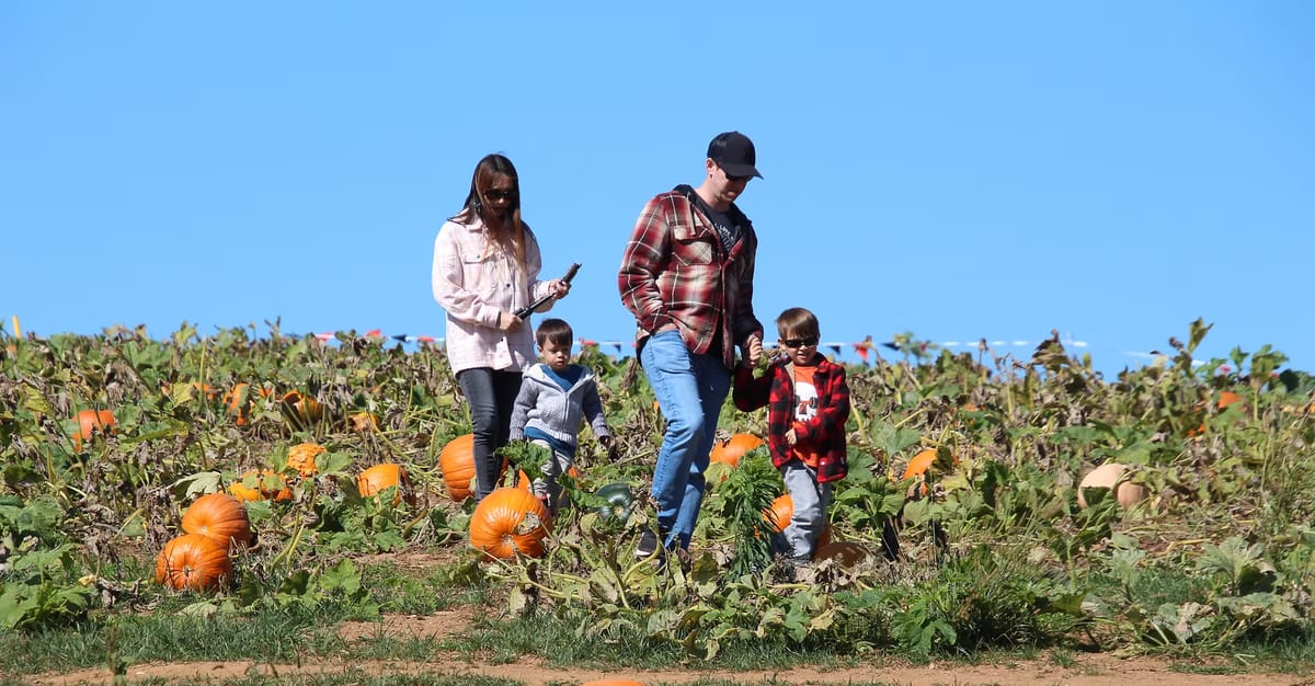 Summers Farm — Pumpkins farm in Middletown, MD