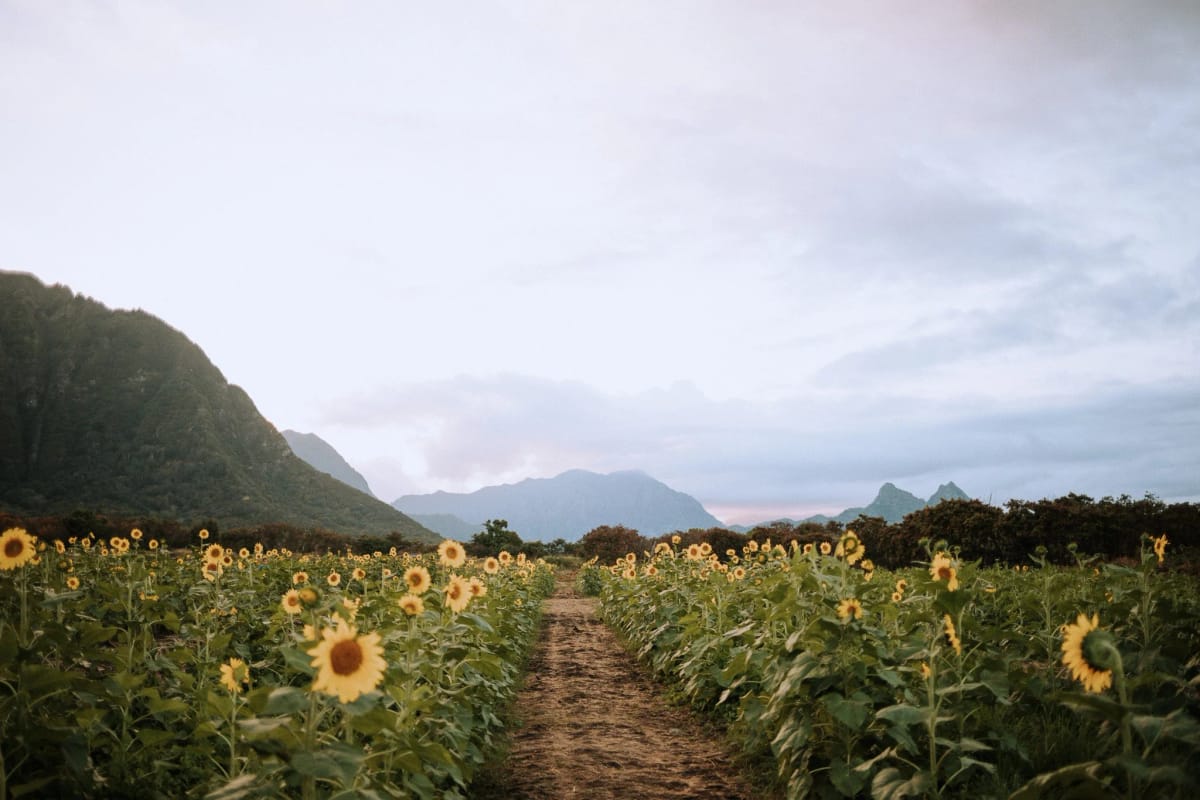 Waimanalo Country Farms — Pumpkins farm in Waimanalo, HI